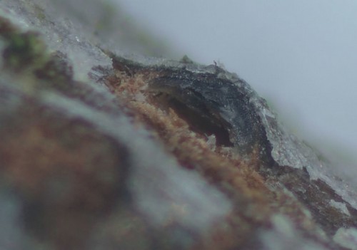 Sporocadus lichenicola - 