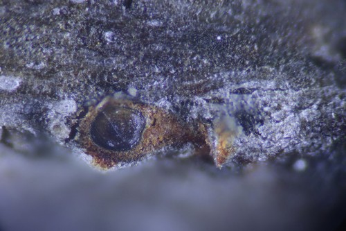 Sporocadus lichenicola - 