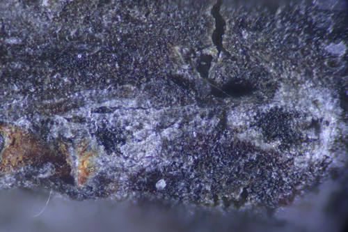 Sporocadus lichenicola - 