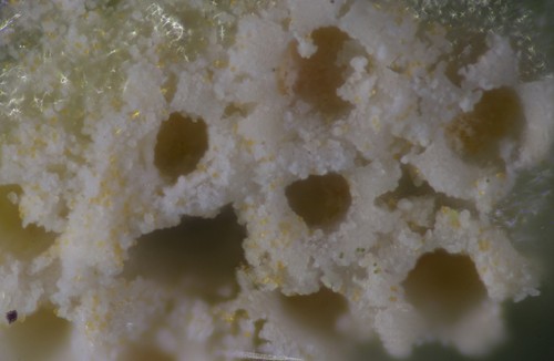 Puccinia urticata - 