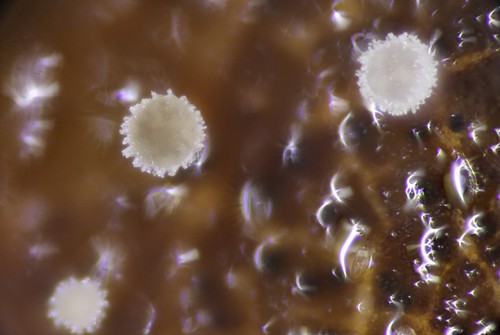 Lachnum rhytismatis - 