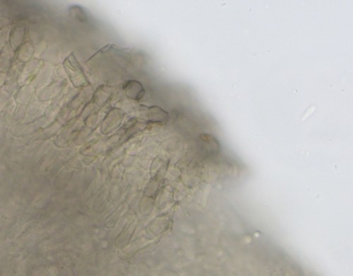 Pyrenopeziza atrata - 