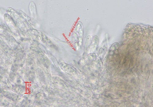 Pyrenopeziza atrata - 