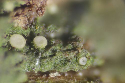 Coenogonium pineti - 