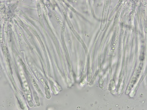 Coenogonium pineti - 