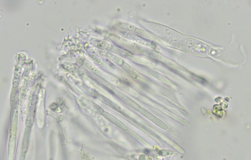 Coenogonium pineti - 
