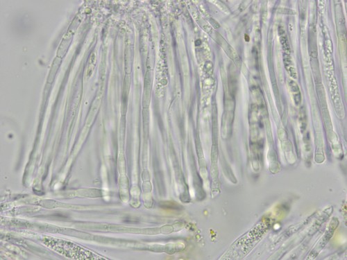 Coenogonium pineti - 