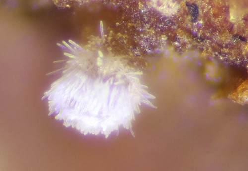 Capitotricha rubi - 