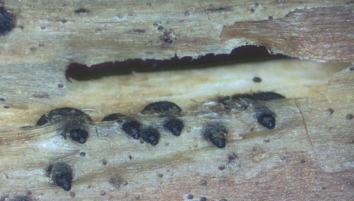 Sydowiella fenestrans - 