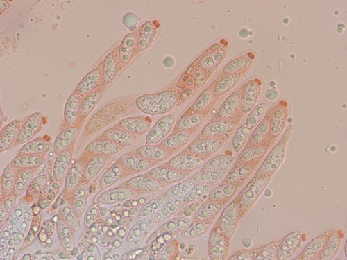 Sydowiella fenestrans - Asci - Kongorot  - 