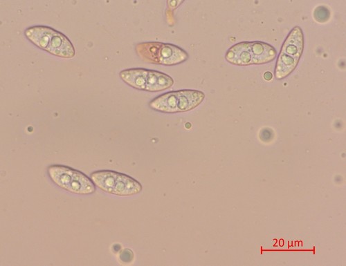 Sydowiella fenestrans - 