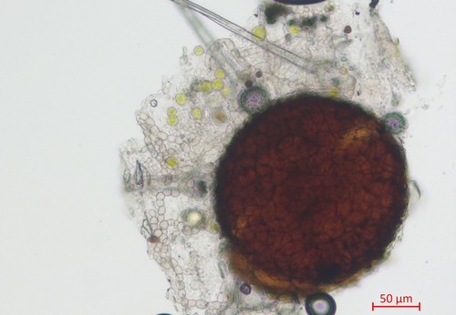 Phyllactina on Enkianthus - 