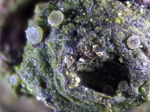 Coenogonium pineti - 
