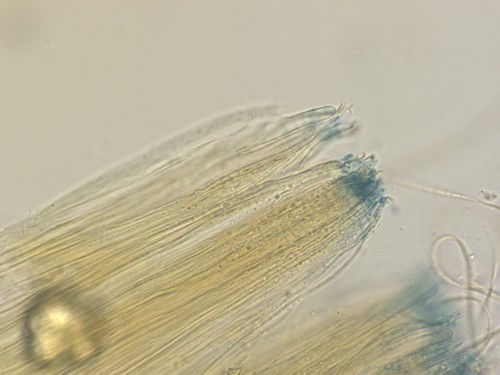 Stictis radiata - 