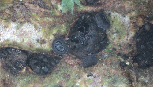 Patellariopsis atrovinosa - 