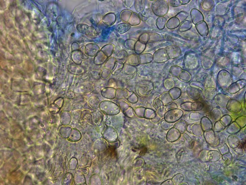 Fusicolla melogrammae - 