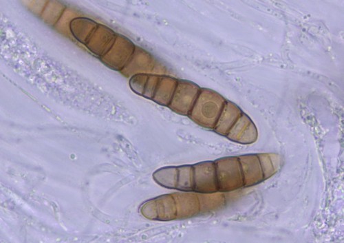 Thyridaria macrostomoides - 