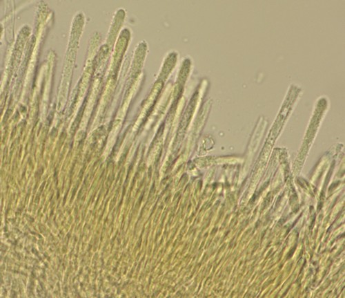 Lachnum eburneum - 