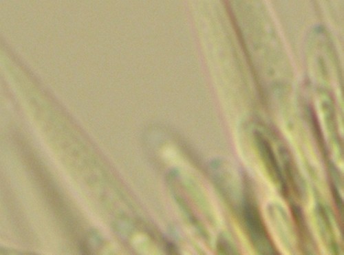 Lachnum eburneum - Apikalapparat - Melzers  - 