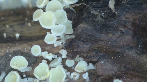 Lachnum nudipes - 