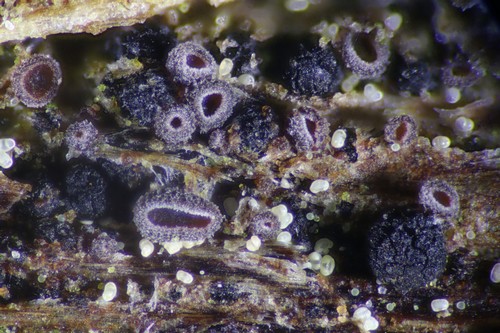 Unguiculariopsis rehmii - 