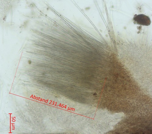 Trichopeziza sulphurea - 