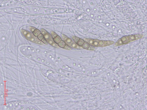 Sigarispora - 