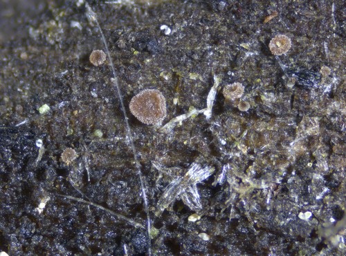 Unguiculariopsis robergei - 