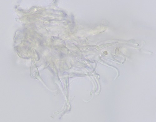 Unguiculariopsis robergei - 