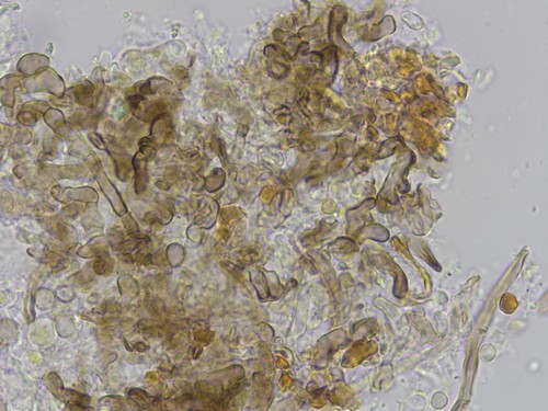 Unguiculariopsis robergei - 