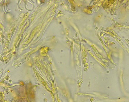 Unguiculariopsis robergei - 