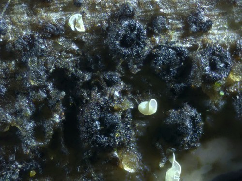 Capronia parasitica - 