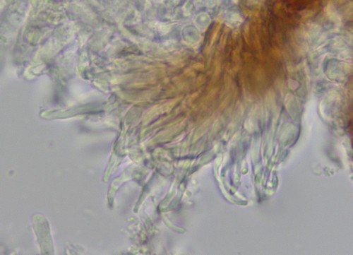 Unguiculariopsis rehmii - 