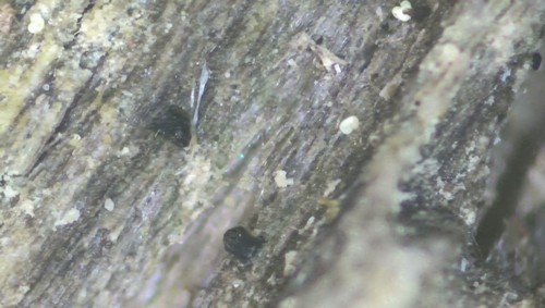 Pseudohalonectria lutea - 