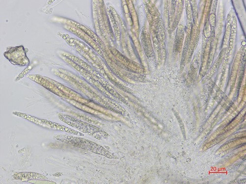 Pseudohalonectria lutea - 