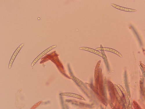 Pseudohalonectria lutea - 