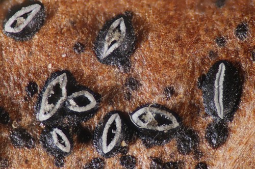 Lophodermium melaleucum - 