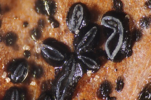Lophodermium melaleucum - 