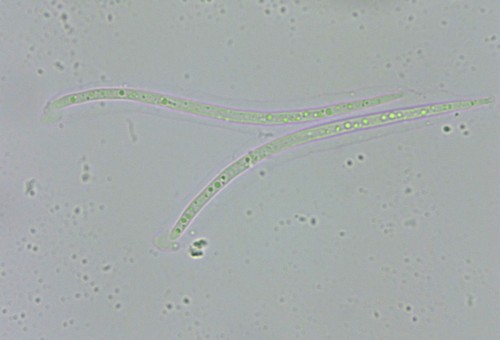 Lophodermium maculare - 