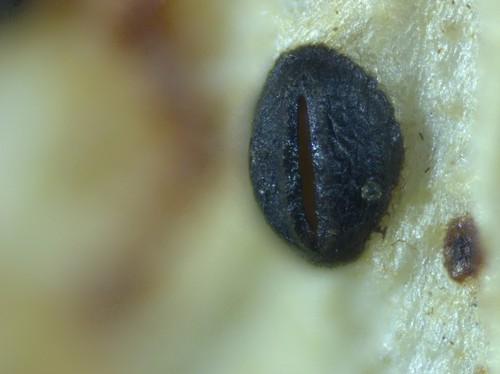 Lophodermium maculare - 