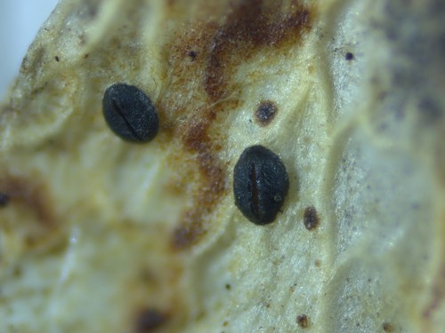 Lophodermium maculare - 