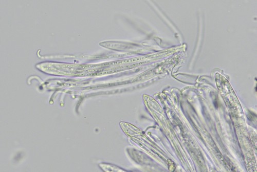 Lophodermium maculare - 