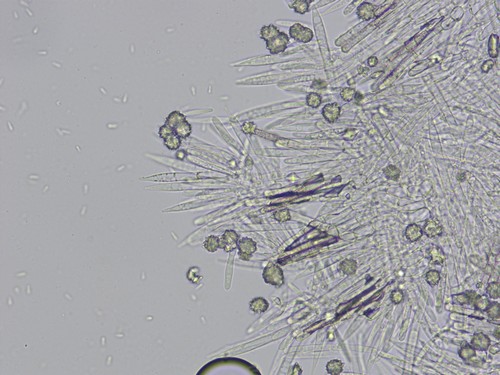 Lachnum acerophilum - 