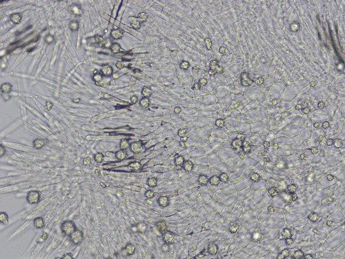 Lachnum acerophilum - 