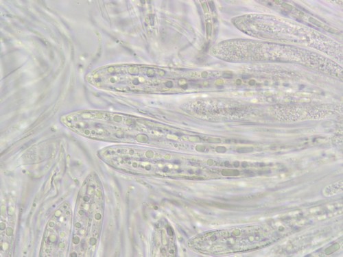 Lophodermium melaleucum - 