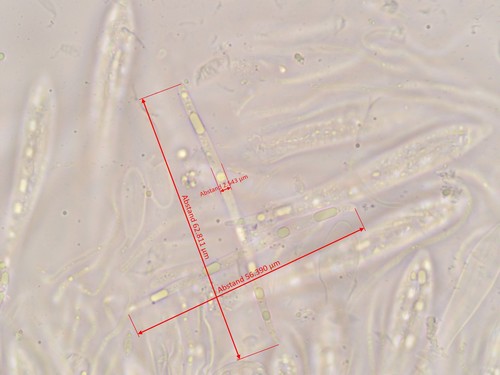 Lophodermium melaleucum - 