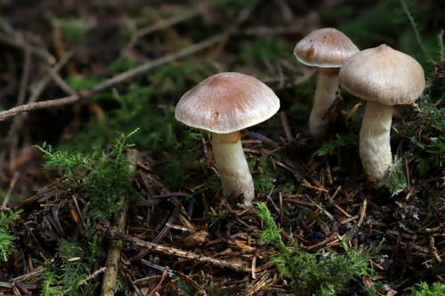 Cortinarius suberi - 