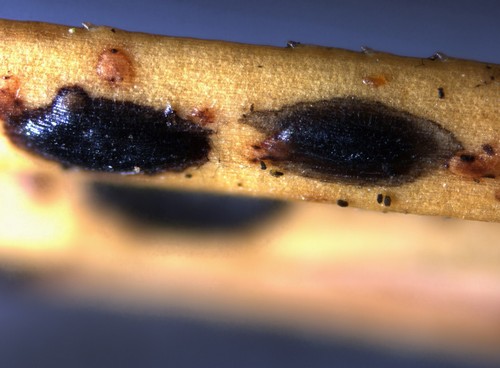 Lophodermium seditiosum - 
