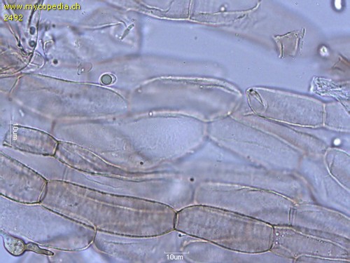 Tricholoma terreum - HDS - 