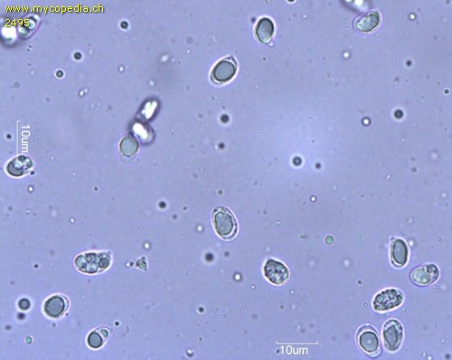 Tricholoma terreum - 